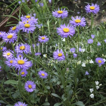 Астра альпийская ф.синяя Dunkle Schone (Aster alpinus 'Dunkle Schone')